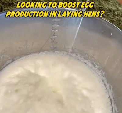 Θέλουν να αυξήσουν την παραγωγή αυγών στα κοτόπουλα;